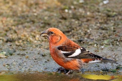 Witbandkruisbek-43_Two-barred-Crossbill_Loxia-leucoptera_P5A7219