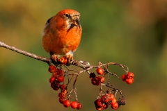 Witbandkruisbek-46_Two-barred-Crossbill_Loxia-leucoptera_P5A7388