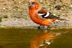 Witbandkruisbek-48_Two-barred-Crossbill_Loxia-leucoptera_P5A7531
