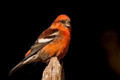 Witbandkruisbek-49_Two-barred-Crossbill_Loxia-leucoptera_P5A8092