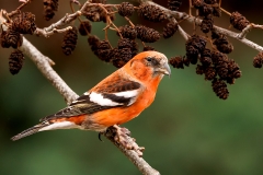 Witbandkruisbek-53_Two-barred-Crossbill_Loxia-leucoptera_P5A8378