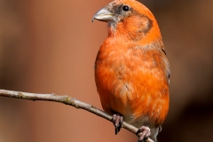 Witbandkruisbek-60_Two-barred-Crossbill_Loxia-leucoptera_P5A9289