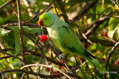 Halsbandparkiet-01_Rose-ringed-Parakeet_Psittacula-krameri_49C7835_1