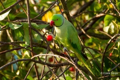 Halsbandparkiet-02_Rose-ringed-Parakeet_Psittacula-krameri_49C7854_1