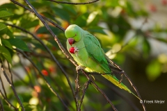 Halsbandparkiet-03_Rose-ringed-Parakeet_Psittacula-krameri_49C7905_1