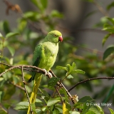 Halsbandparkiet-04_Rose-ringed-Parakeet_Psittacula-krameri_49C7915_1