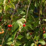 Halsbandparkiet-05_Rose-ringed-Parakeet_Psittacula-krameri_49C7938_1