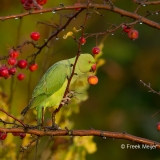 Halsbandparkiet-06_Rose-ringed-Parakeet_Psittacula-krameri_BZ4T3318