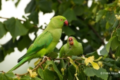 Halsbandparkiet-07_Ring-Necked-Parakeet_Psittacula-krameri_49C8029