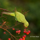 Halsbandparkiet-08_Rose-ringed-Parakeet_Psittacula-krameri_BZ4T3338