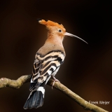 Hop-25_Eurasian-Hoopoe_Upupa-epops_P5A0666