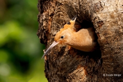 Hop-26_Eurasian-Hoopoe_Upupa-epops_P5A0700