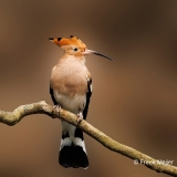 Hop-27_Eurasian-Hoopoe_Upupa-epops_P5A0803