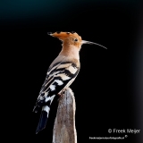 Hop-28_Eurasian-Hoopoe_Upupa-epops_P5A0909