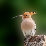 Hop-29_Eurasian-Hoopoe_Upupa-epops_P5A1041