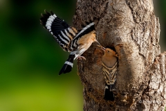 Hop-30_Eurasian-Hoopoe_Upupa-epops_P5A1046