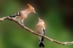 Hop-31_Eurasian-Hoopoe_Upupa-epops_P5A1078