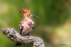 Hop-32_Eurasian-Hoopoe_Upupa-epops_P5A3579_1