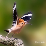 Hop-33_Eurasian-Hoopoe_Upupa-epops_P5A3583