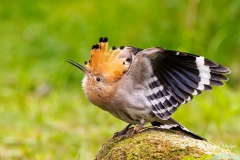 Hop-34_Eurasian-Hoopoe_Upupa-epops_P5A4305