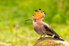 Hop-35_Eurasian-Hoopoe_Upupa-epops_P5A4311