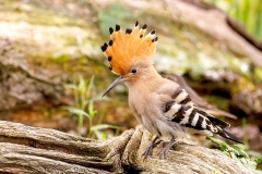 Hop-36_Eurasian-Hoopoe_Upupa-epops_P5A4321