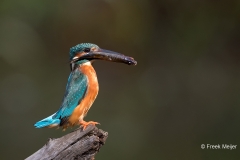 IJsvogel-25_Common-Kingfisher_Alcedo-atthis-_11I0008