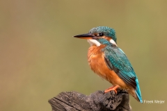 IJsvogel-26_Common-Kingfisher_Alcedo-atthis-_11I0044