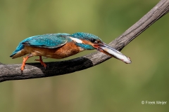 IJsvogel-27_Common-Kingfisher_Alcedo-atthis-_11I0054