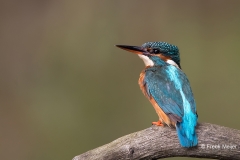 IJsvogel-28_Common-Kingfisher_Alcedo-atthis-_11I0119