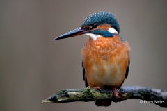 IJsvogel-29_Common-Kingfisher_Alcedo-atthis-_11I1740