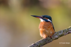 IJsvogel-31_Common-Kingfisher_Alcedo-atthis-_11I2320