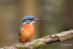 IJsvogel-32_Common-Kingfisher_Alcedo-atthis_11I4445