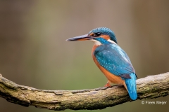 IJsvogel-33_Common-Kingfisher_Alcedo-atthis_11I4452