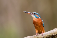 IJsvogel-34_Common-Kingfisher_Alcedo-atthis_11I4461