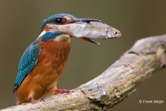 IJsvogel-35_Common-Kingfisher_Alcedo-atthis_11I4518