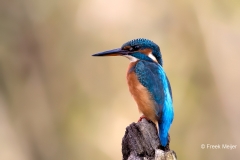 IJsvogel-36_Common-Kingfisher_Alcedo-atthis_11I4566