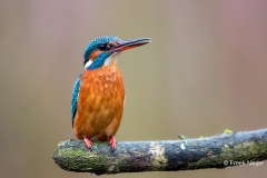 IJsvogel-37_Common-Kingfisher_Alcedo-atthis_11I5026