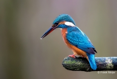 IJsvogel-38_Common-Kingfisher_Alcedo-atthis_11I5029