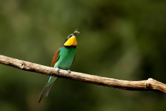 Bijeneter-14_European-Bee-eater_Merops-apiaster_Z4T2967