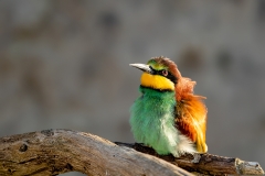 Bijeneter-15_European-Bee-eater_Merops-apiaster_11I6088