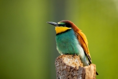 Bijeneter-21_European-Bee-eater_Merops-apiaster_11I7339
