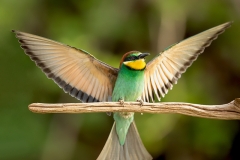 Bijeneter-22_European-Bee-eater_Merops-apiaster_11I7341