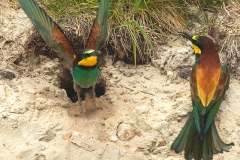 Bijeneter-33_European-Bee-eater_Merops-apiaster_11I7751