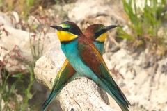 Bijeneter-34_European-Bee-eater_Merops-apiaster_11I7782