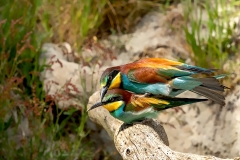 Bijeneter-35_European-Bee-eater_Merops-apiaster_11I7791
