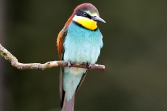Bijeneter-44_European-Bee-eater_Merops-apiaster_E8A6956
