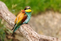Bijeneter-48_European-Bee-eater_Merops-apiaster_E8A9110