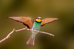 Bijeneter-53_European-Bee-eater_Merops-apiaster_P5A1497