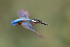 IJsvogel-19_Common-Kingfisher_Alcedo-atthis-_BZ4T9886_1